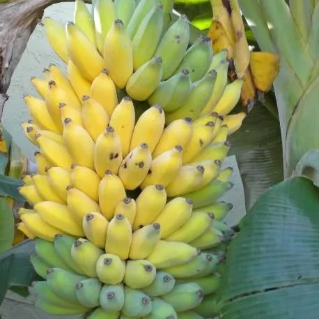 thumbnail for publication: Cultivando bananas en el jardín de su hogar en Florida